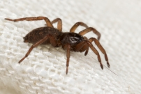 (Araneae - Gnaphosidae - Haplodrassus sp)